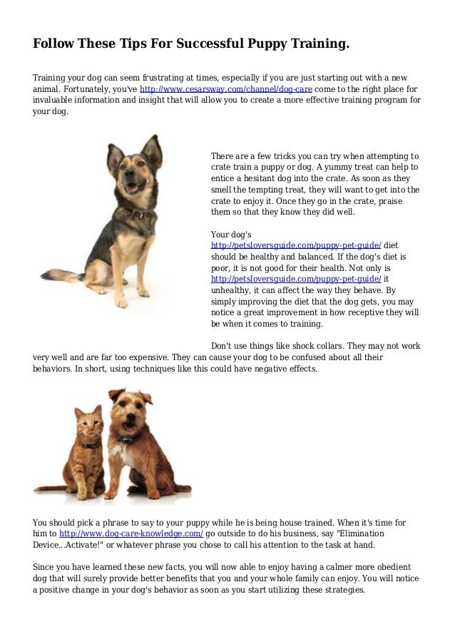 Starting Puppy Training Tips: Should You Do, When to Start Puppy Training